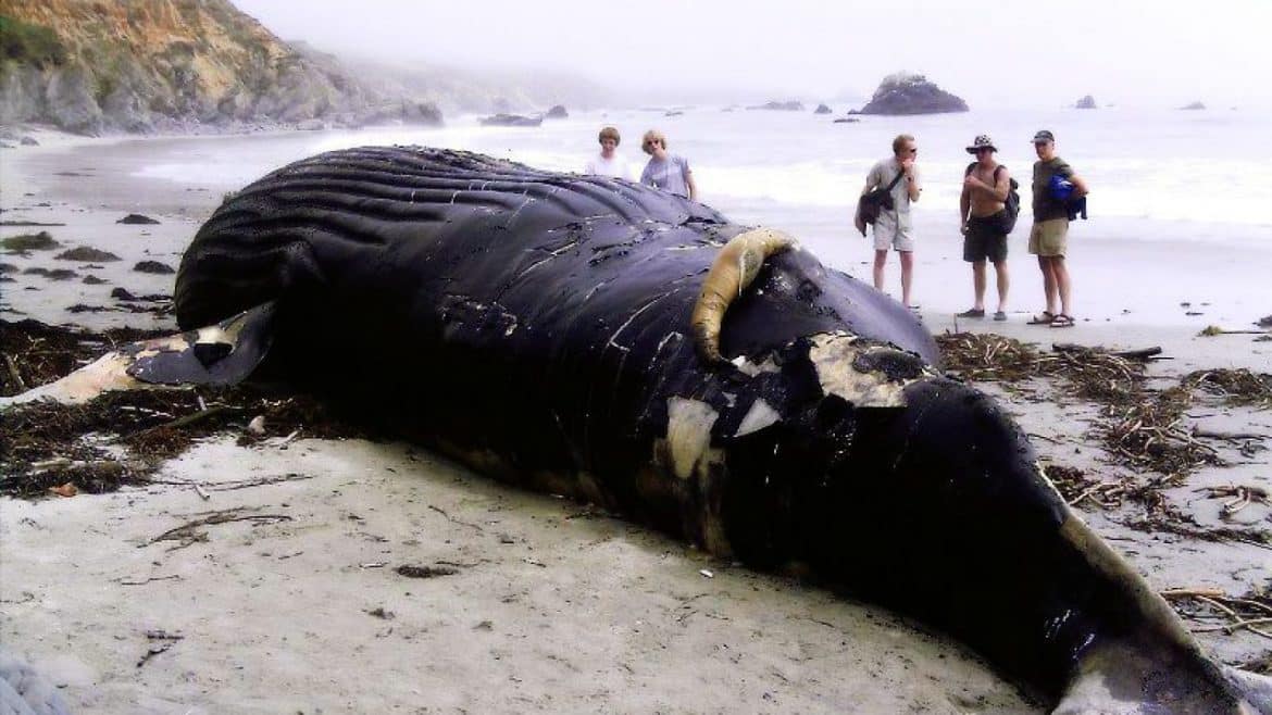 на видео запечатлен момент взрыва мертвого кита —